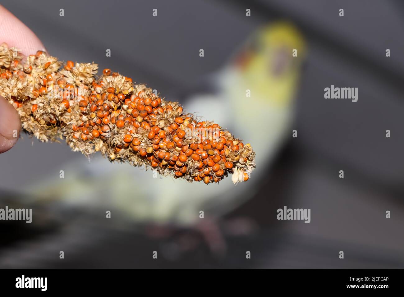 red millet is a seed that birds love to eat Stock Photo Alamy