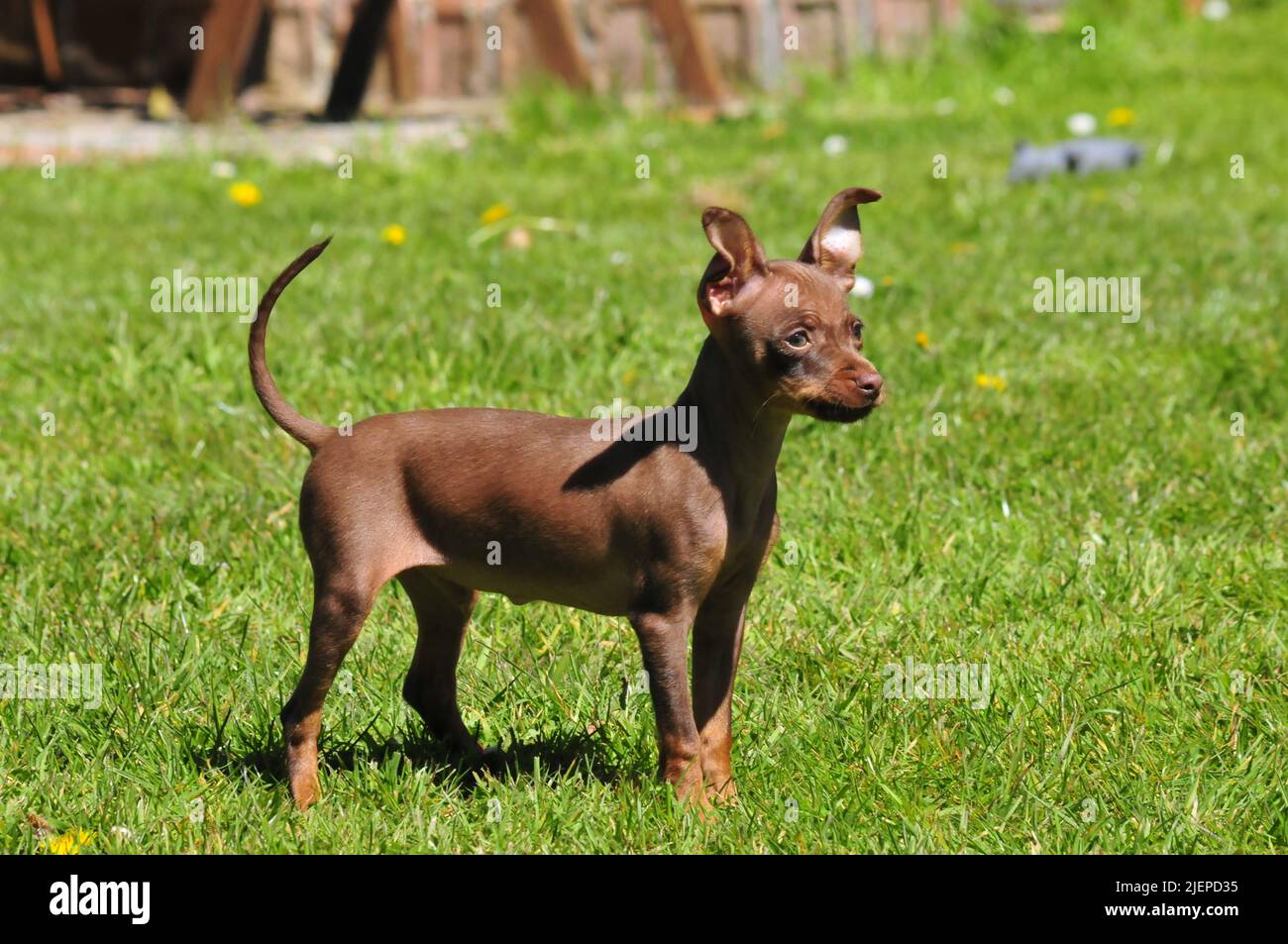 Russian toy terrier Stock Photo