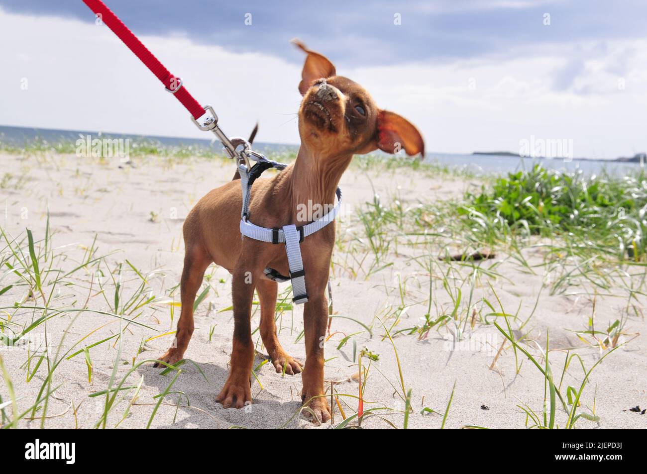 Russian Toy Terrier Fun Stock Photo Alamy Russian toy terrier fun stock photo alamy