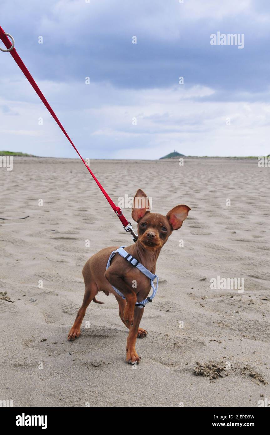 Russian toy terrier fun Stock Photo