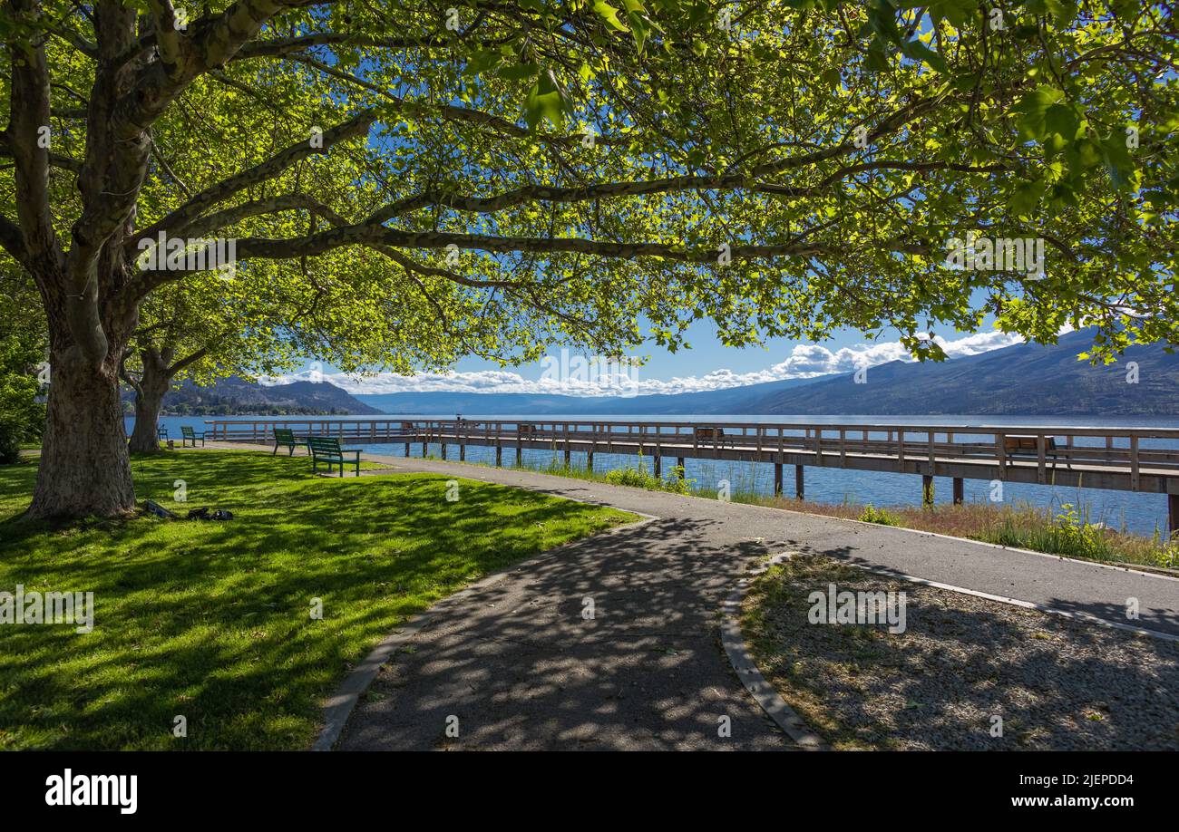 Green trees in park and morning sunlight. Beautiful summer park by the Okanagan Lake with sunshine. Travel photo, nobody, selective focus. Stock Photo