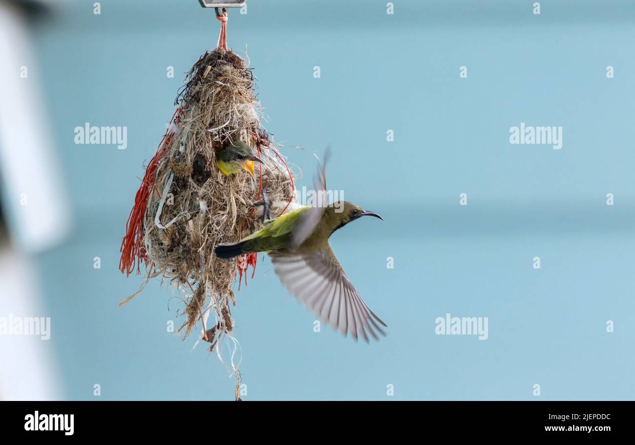 Close-up baby Olive-backed sunbird is in the nest with its mother, Selective focus. Stock Photo