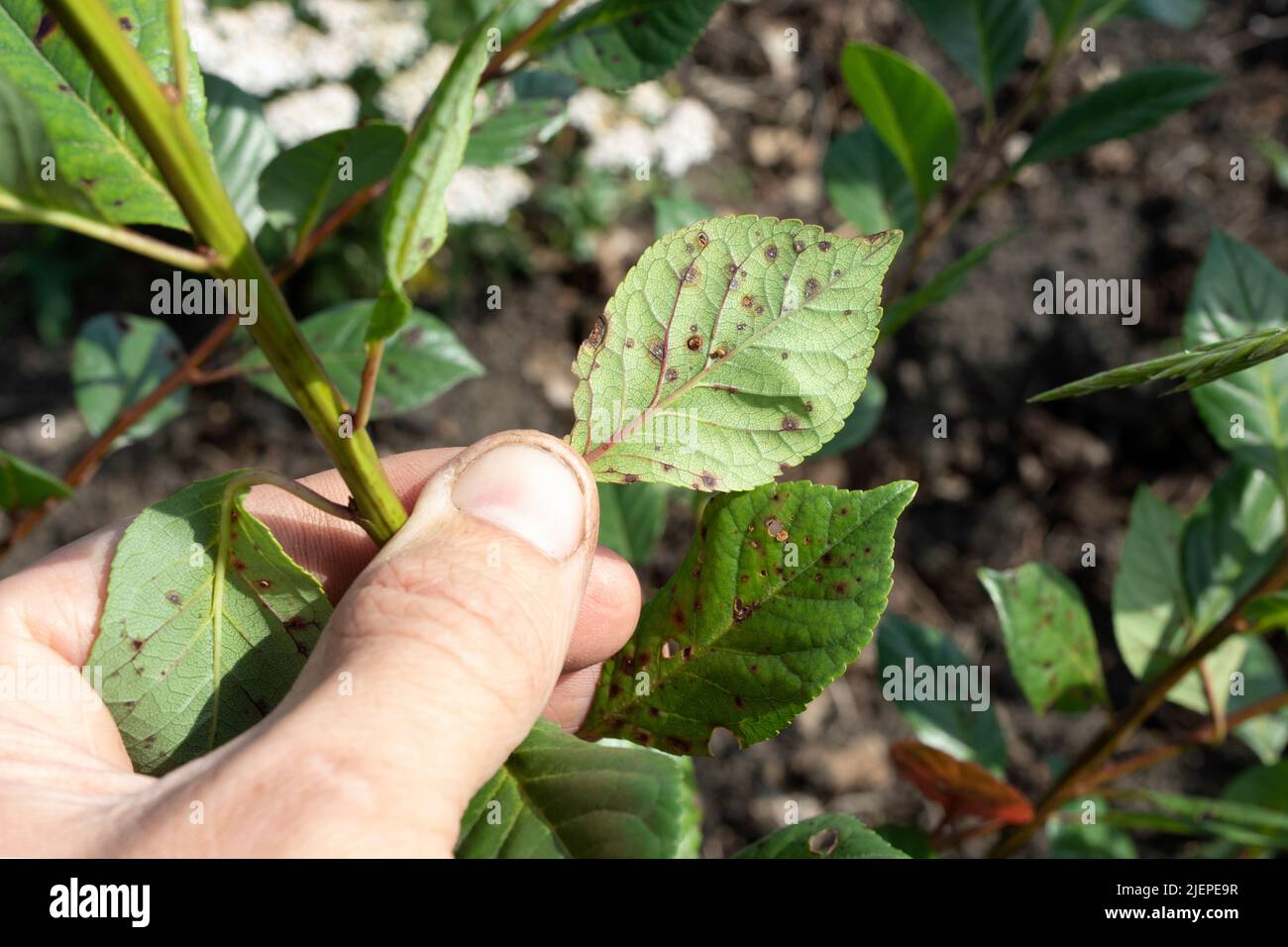 symptom of fungal disease is hole spotting on cherry leaves. disease of stone fruit crops of Clasterosporium Carpophilum Stock Photo