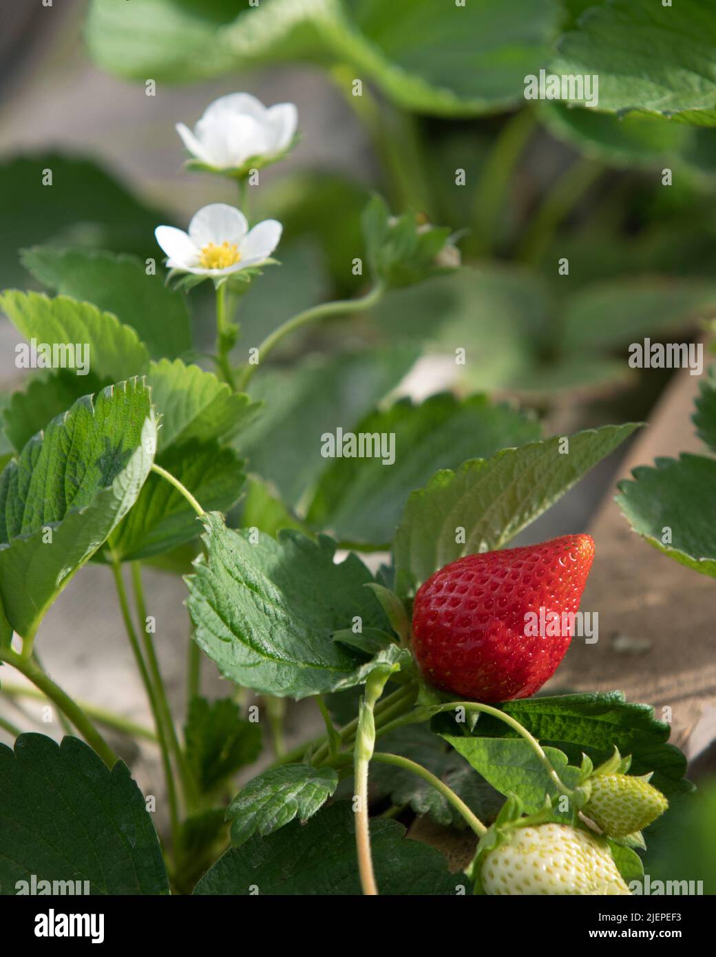 Red ripe strawberries on garden bed against background of flowers on ...
