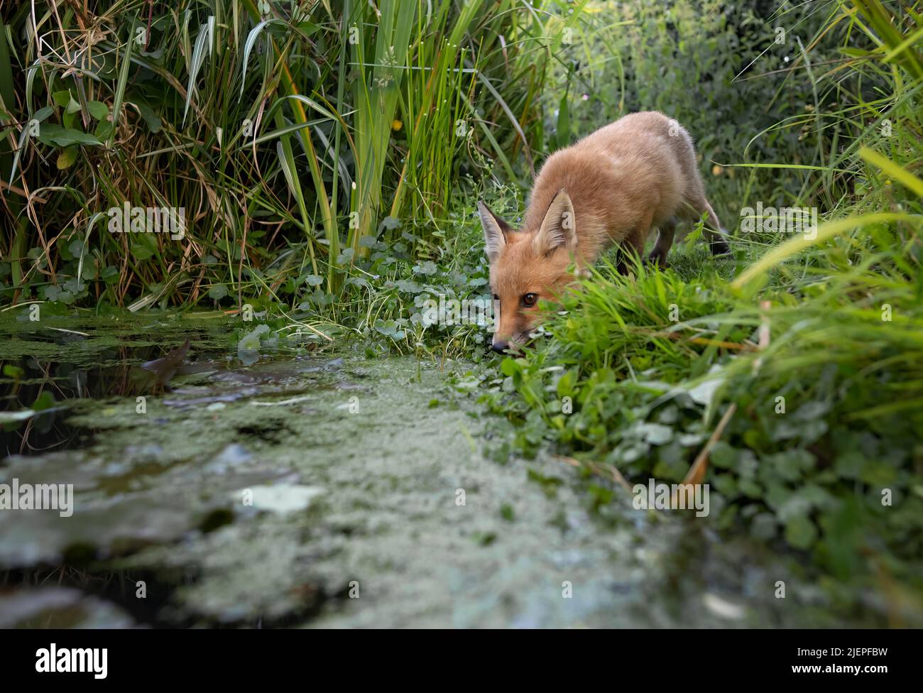 A young wild Red Fox cub (Vulpes vulpes) having a drink from a garden pond, Warwickshire Stock Photo