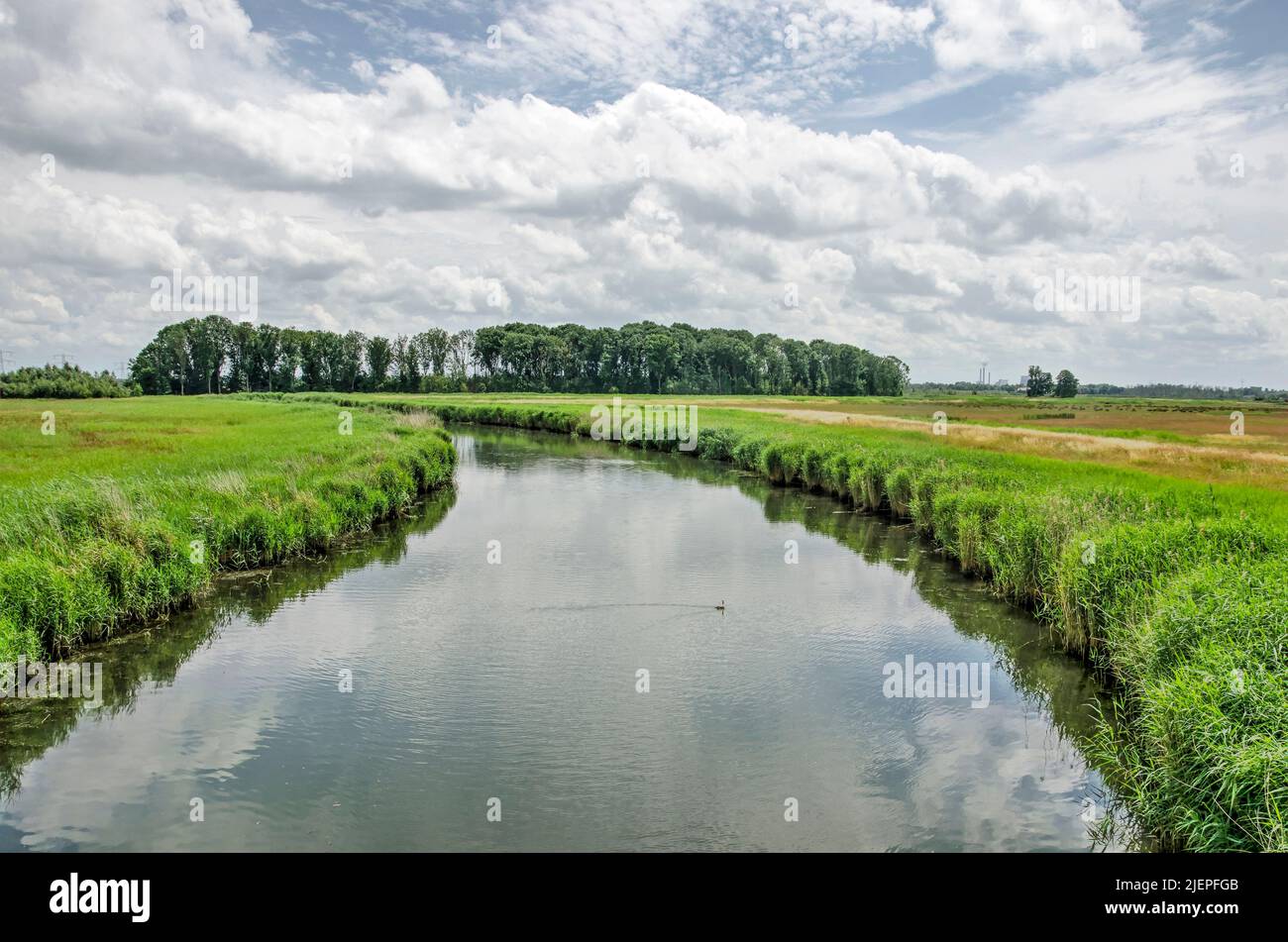 Curving creek in a green polder landscape in the Noordwaard region in Biesbosch national park Stock Photo