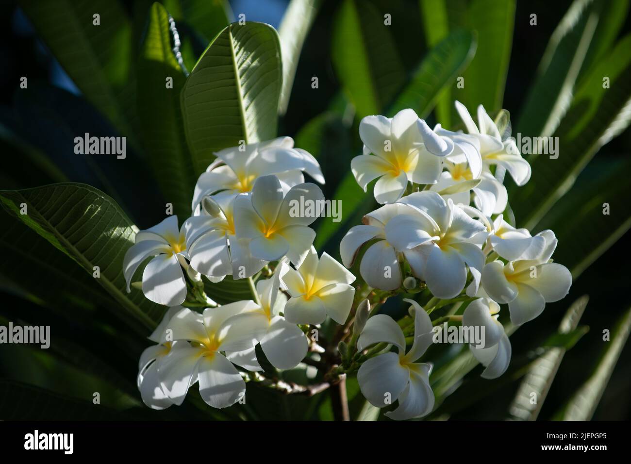 Close up of frangipani flowers with green background. White plumeria ...