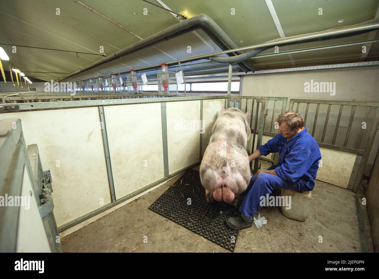 Artificial insemination pigs hires stock photography and images Alamy