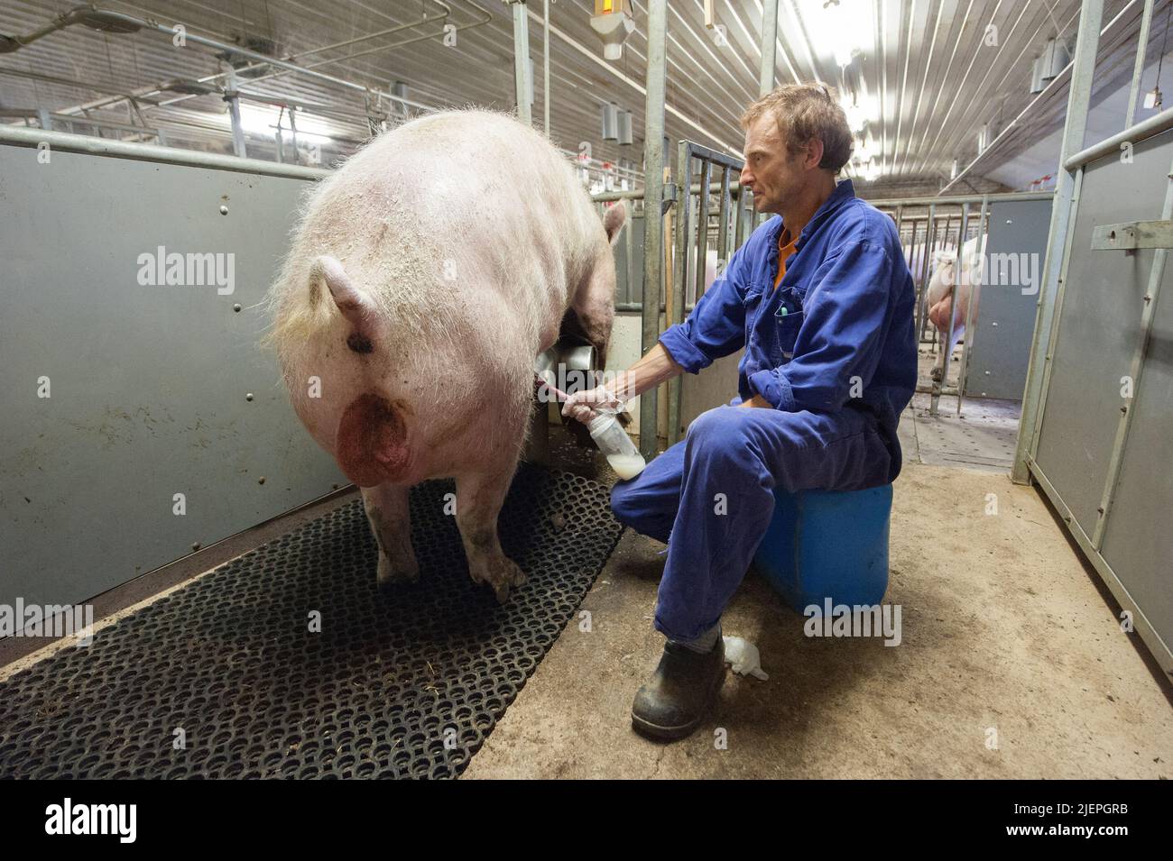 Artificial insemination pigs hires stock photography and images Alamy