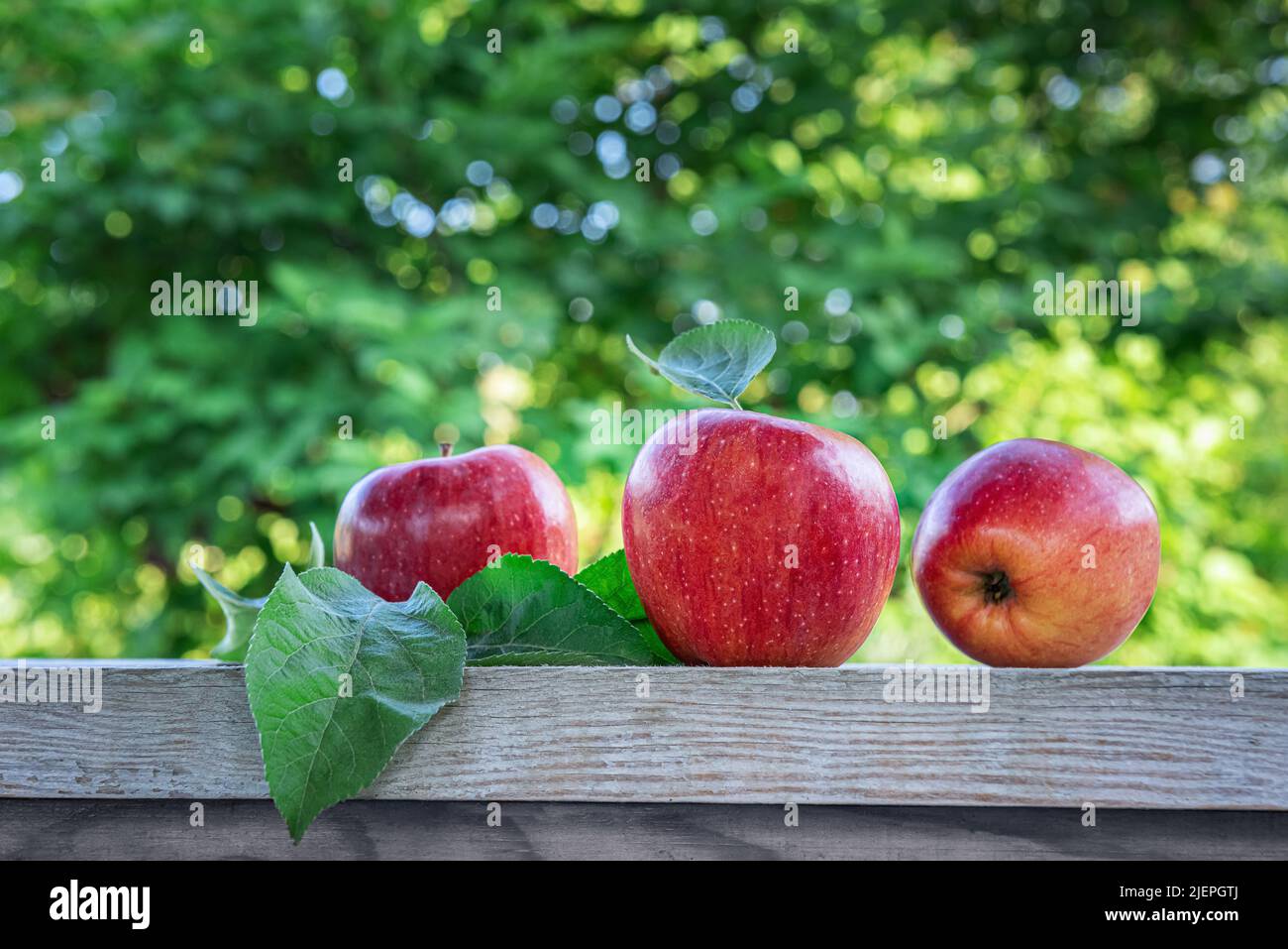 Close-up of bright red apples and apple tree leaves on old wooden table surface. Three freshly harvested organic fruits with unfocused summer orchard Stock Photo