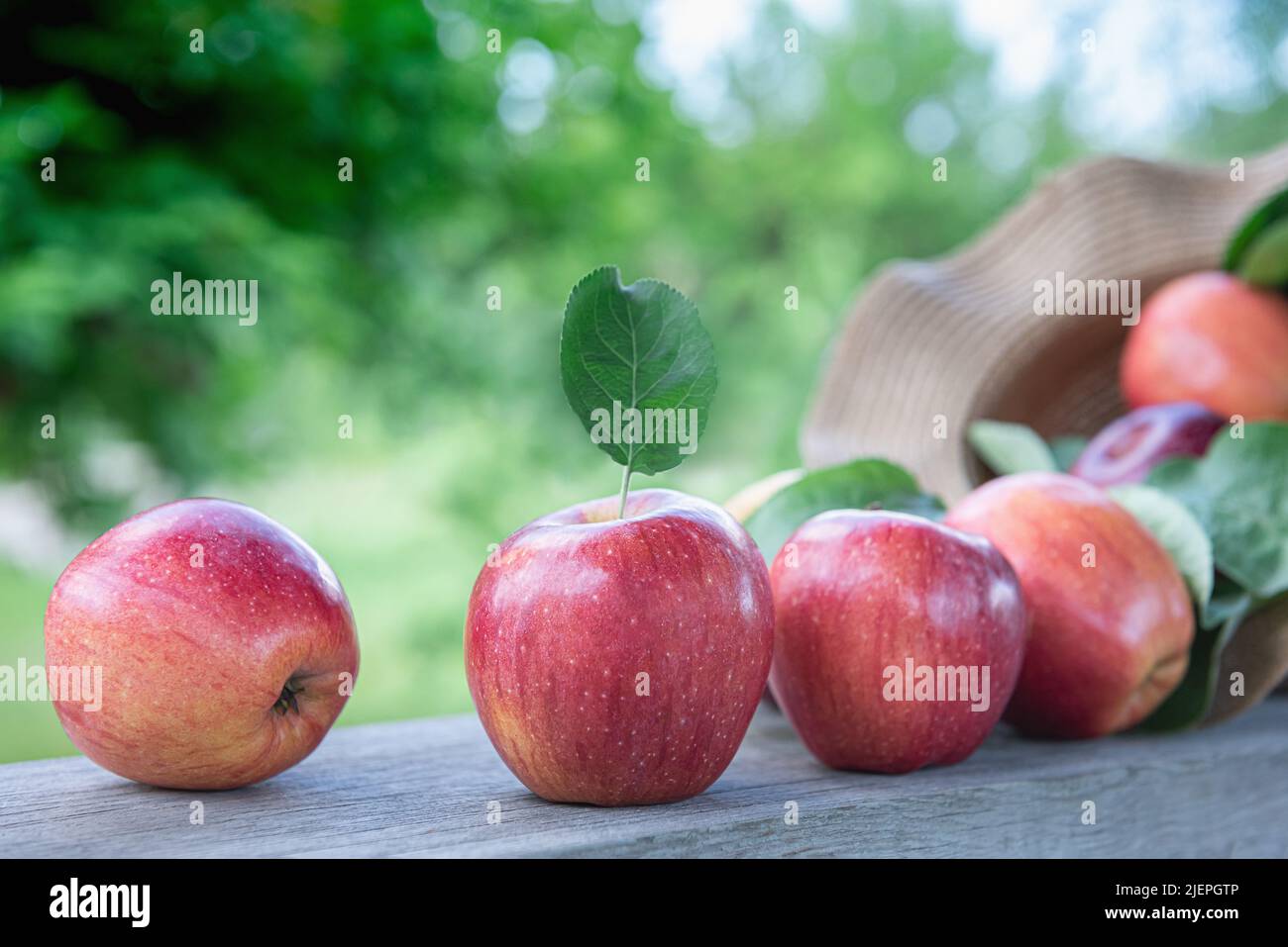 Close-up of harvested organic red apples on old gray wooden plank. Apple tree leaves between juicy fruits. Unfocused orchard garden at background. Sel Stock Photo