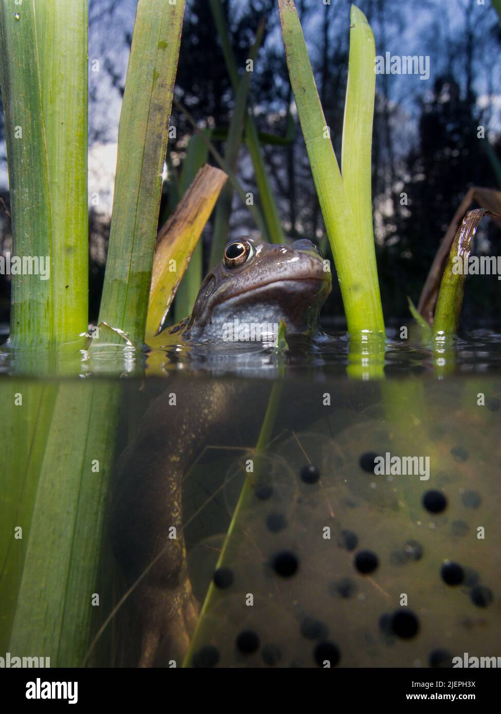 A common frog - rena temporaria - among frog spawn and reeds. Above and below the water is visible. Glasgow, Scotland Stock Photo