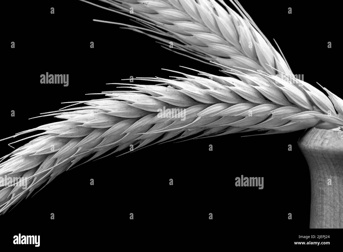 Wheat ear cut out Black and White Stock Photos & Images - Alamy