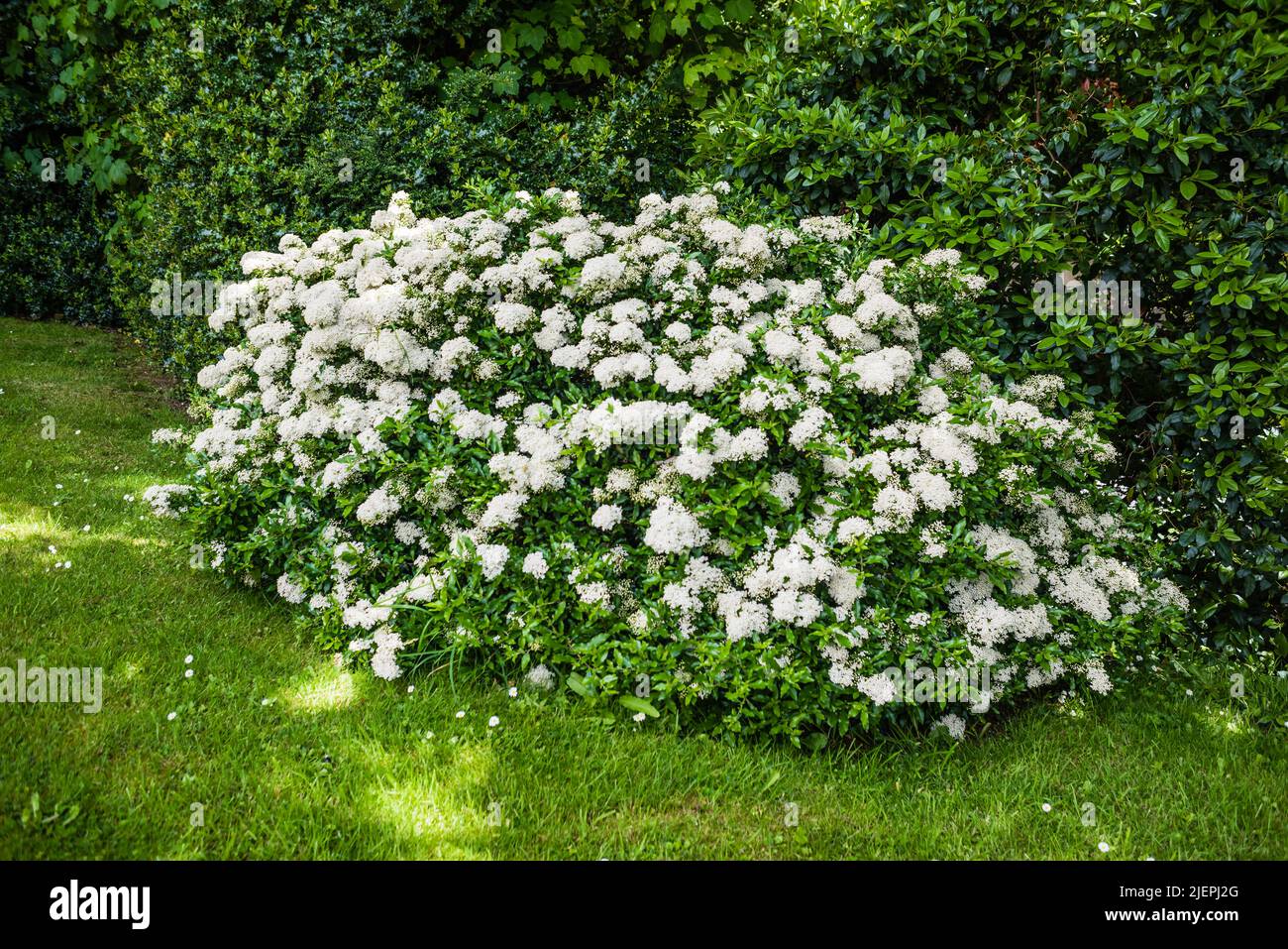 Pyracantha Red Cushion growing in a Devon Counry Garden. Stock Photo