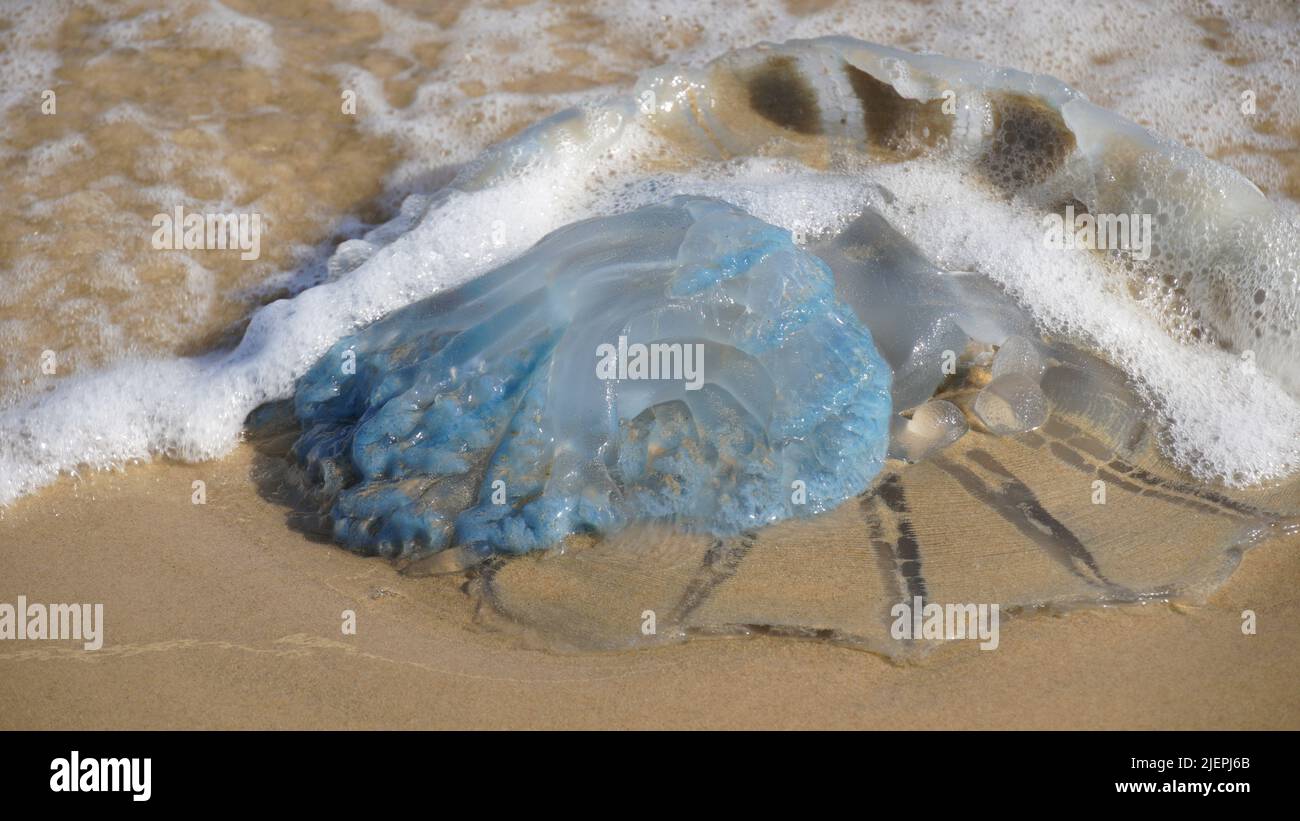Dead jellyfish washed up on the beach. Rhopilema nomadica jellyfish at