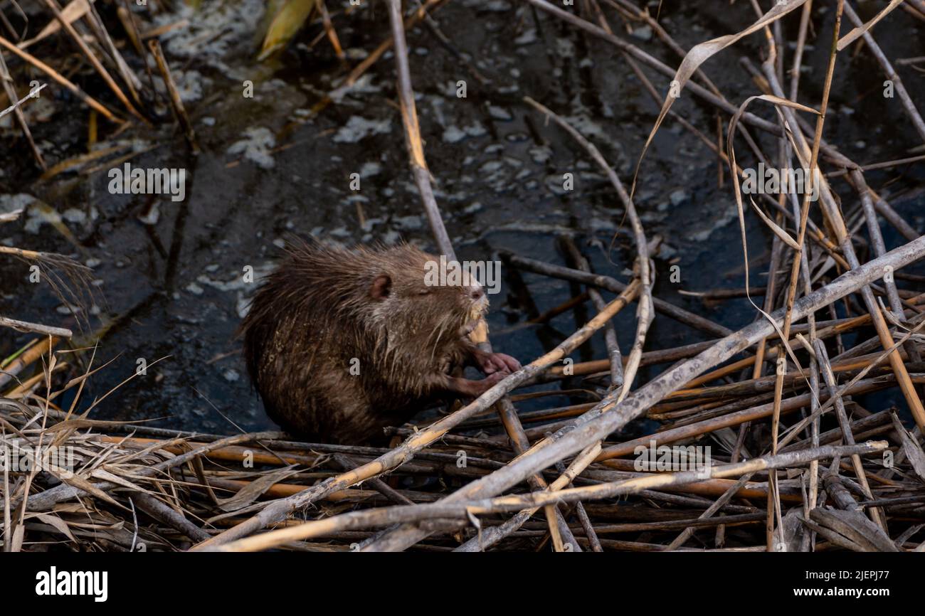 Coypu rodent, a beaver-like rodent, rests camouflaged on the shore of a pond Stock Photo