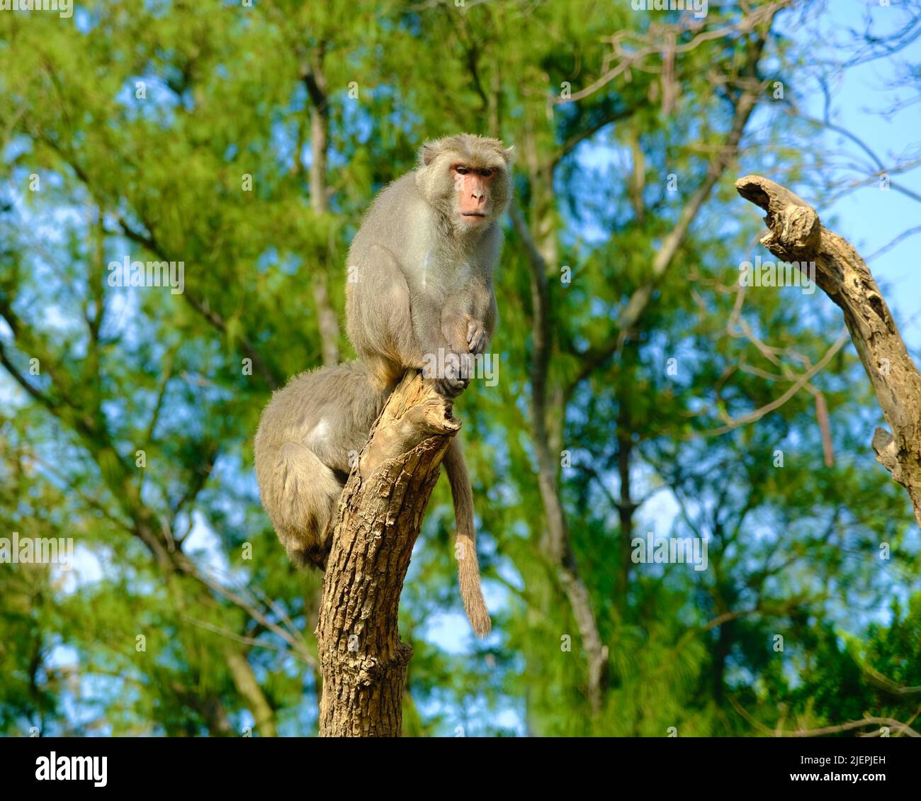 Monkeys in the zoo Stock Photo Alamy