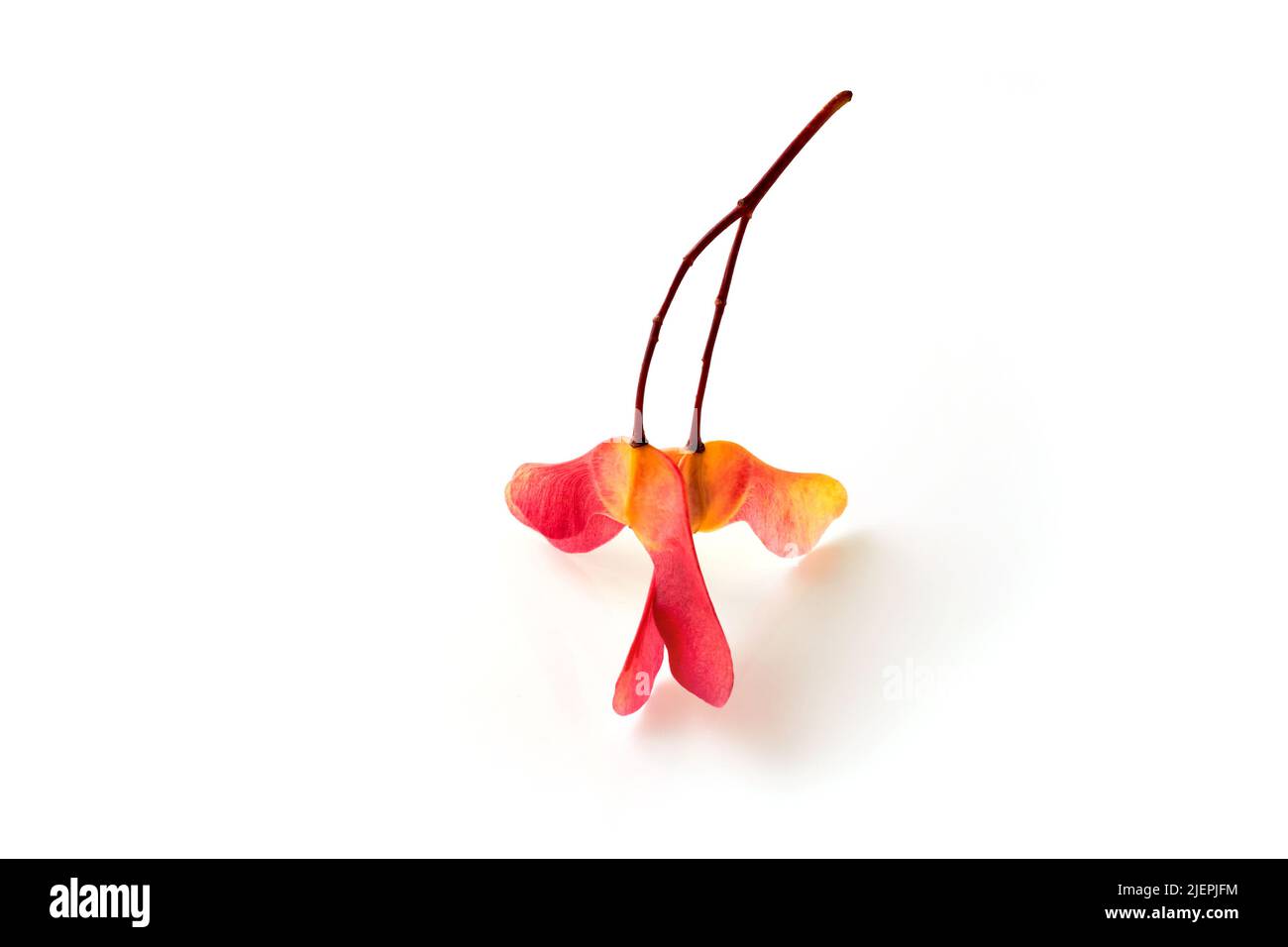 Amazing three-lobed and two-lobed maple seed pods in bright red yellow on a white background Stock Photo