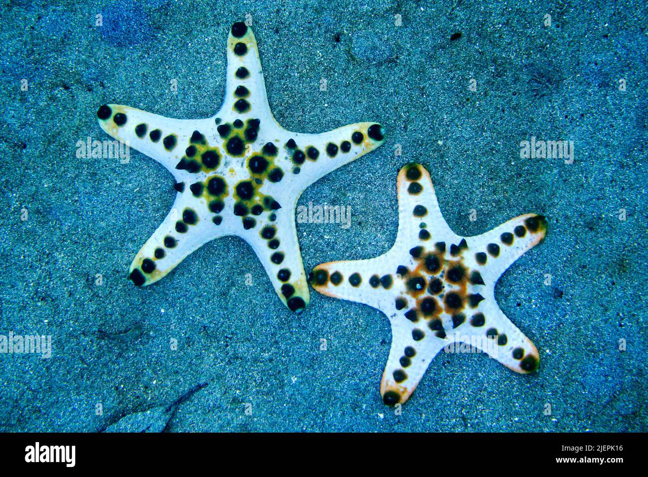 Sea Star, Chocolate Chip Sea Star, Protoreasrer nodosus, Bunaken National Marine Park, Bunaken, North Sulawesi, Indonesia, Asia Stock Photo