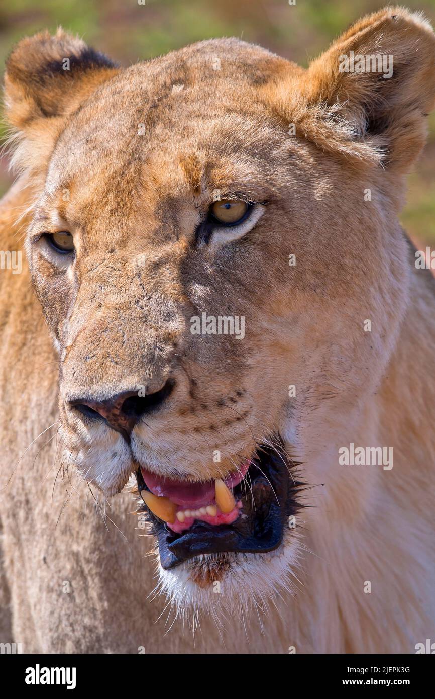 Lion, Panthera Leo, Wildlife Reserve, South Africa, Africa Stock Photo