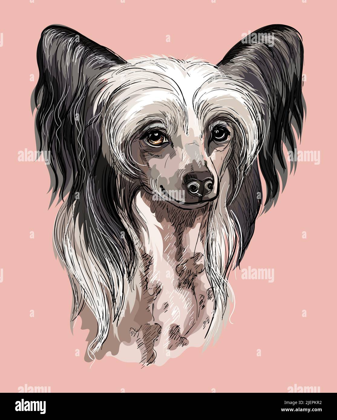 Chinese Crested hand drawing dog vector isolated illustration on pink  background. Realistic cute funny dog looking into the camera. For print,  design Stock Vector Image & Art - Alamy