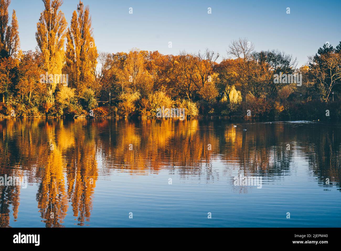 Golden trees, pond and blue sky in Autumn park. Scenic landscape. Nature background Stock Photo
