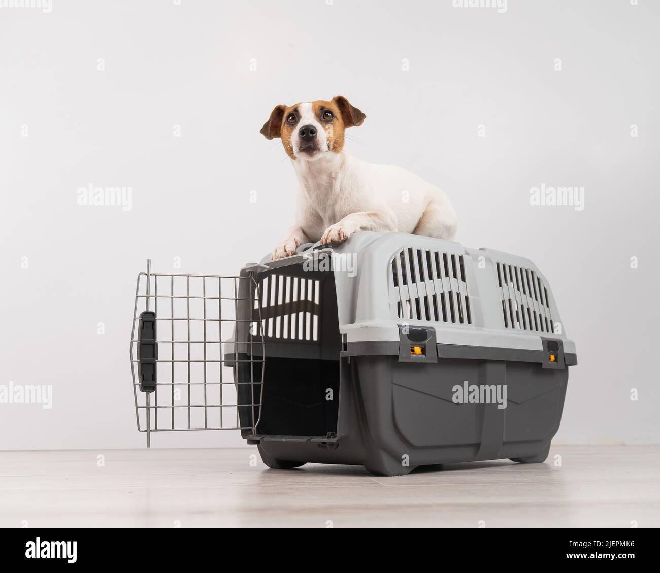 Jack Russell Terrier dog lies on top of a cage for safe transportation