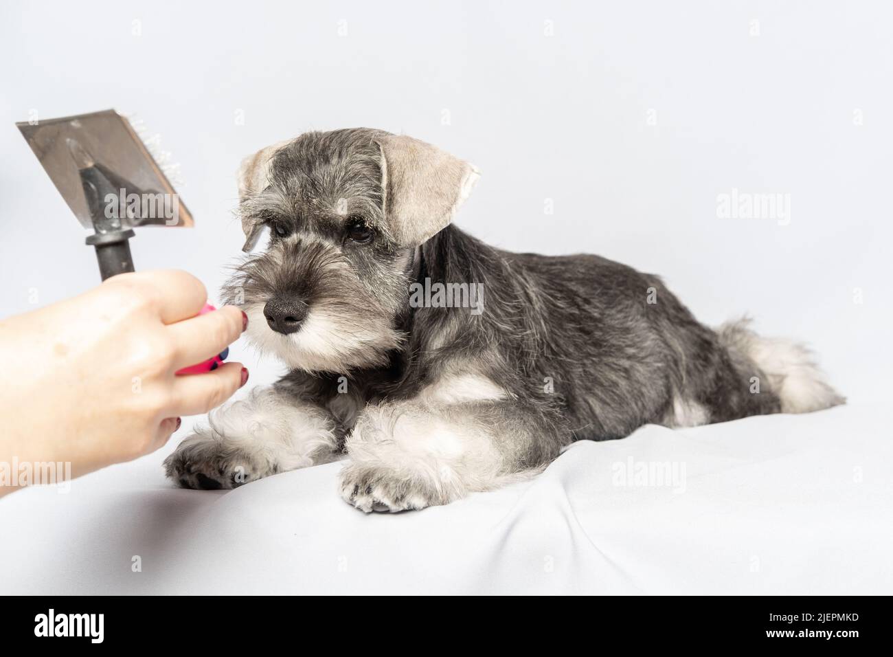 Home dog grooming. A hand holding a comb for caring for the animal's fur. A miniature Schnauzer dog lying on a table waiting for a haircut, combing. Stock Photo
