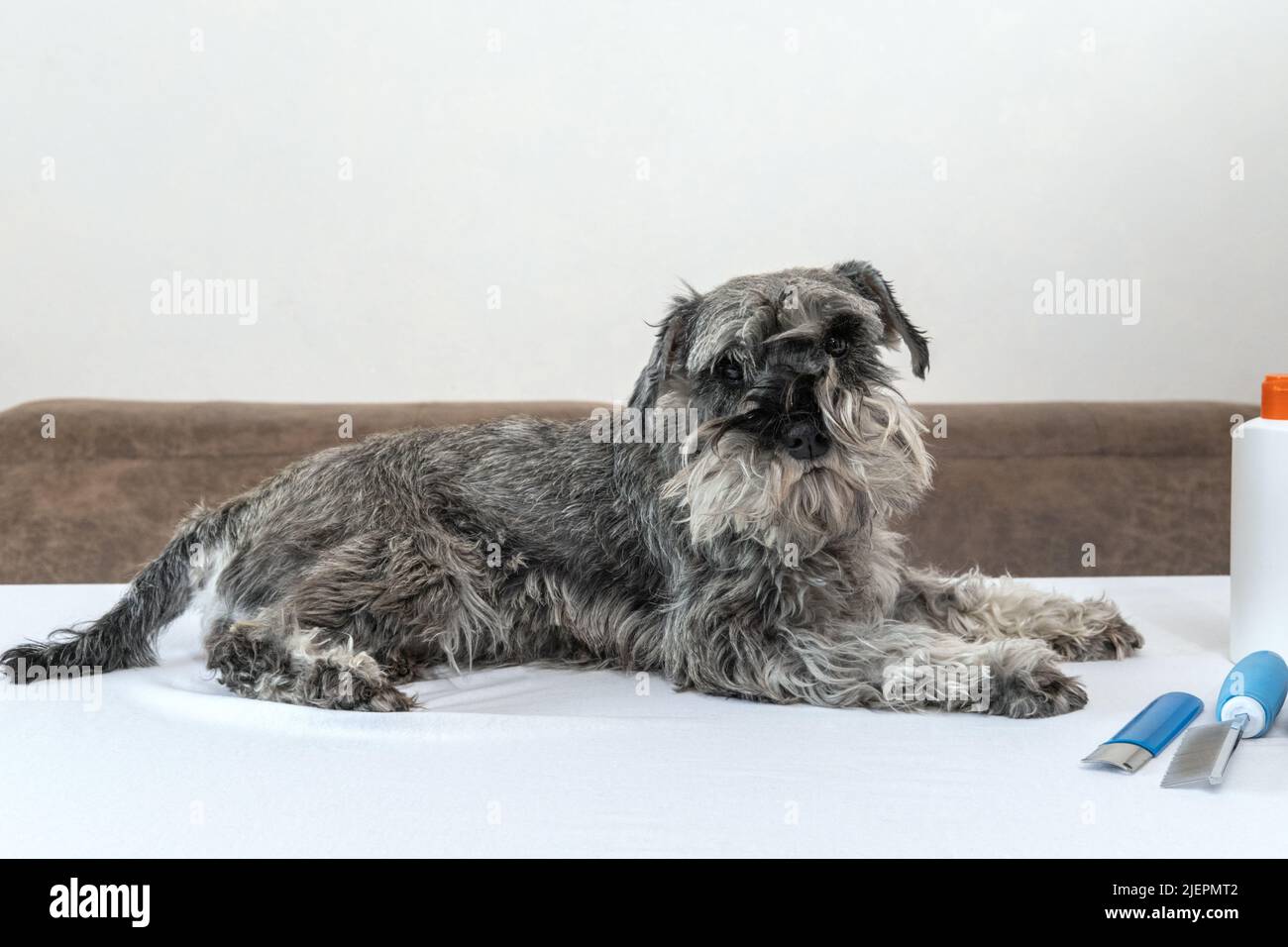 Home dog grooming. A sad dog doesn't want grooming. A miniature Schnauzer dog lying on a table waiting for a haircut, combing. Stock Photo