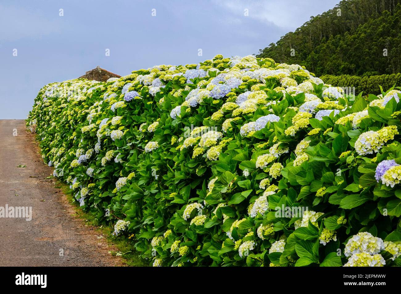 A country road framed by Hydrangea flowers near Agualva, Terceira Island, Azores, Portugal. The tiny Azores are covered by wild hydrangea shrubs considered the national flower. Stock Photo