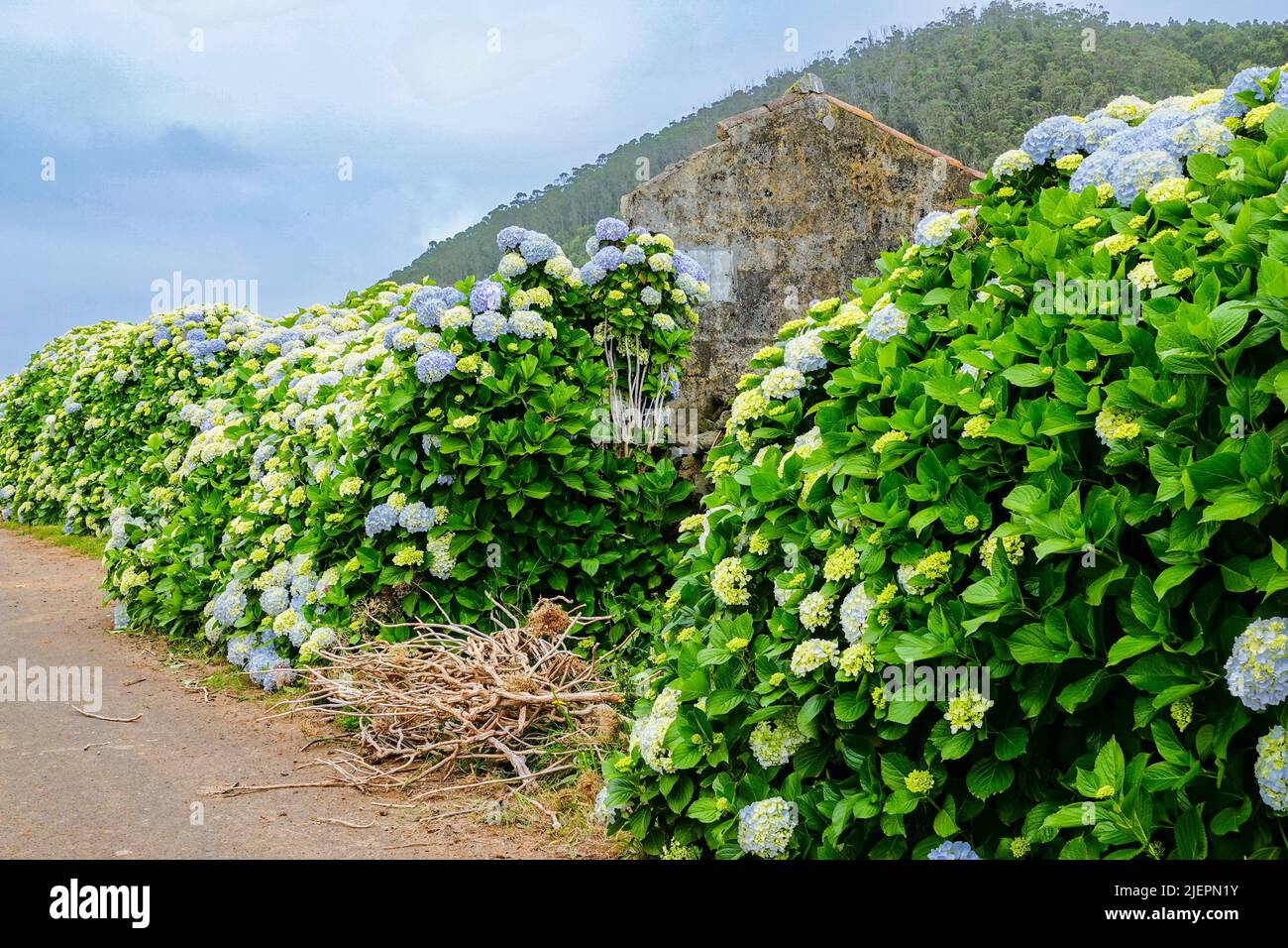 An old stone building is overwhelmed by Hydrangea flowers near Agualva, Terceira Island, Azores, Portugal. The tiny Azores are covered by wild hydrangea shrubs considered the national flower. Stock Photo