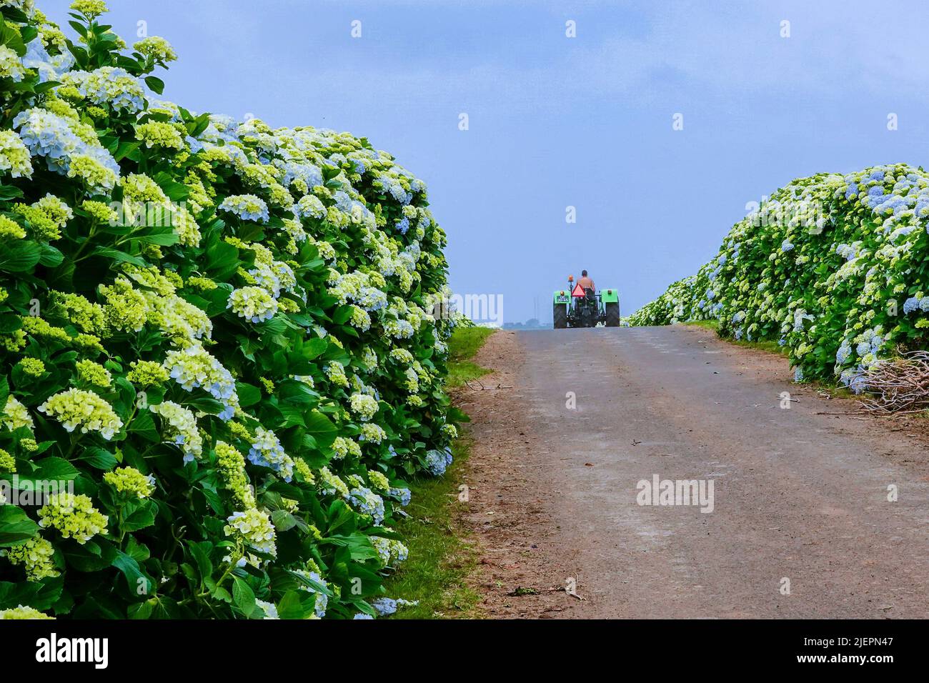 A farm tractor passes through a country road lined by Hydrangea flowers near Agualva, Terceira Island, Azores, Portugal. The tiny Azores are covered by wild hydrangea shrubs Stock Photo