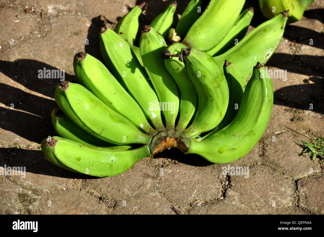 Green bananas are sold in traditional markets Stock Photo - Alamy