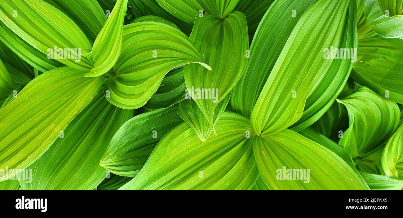 Close up on the big leaves of a False Hellebore or Veratrum Viride in the carpathians Stock Photo