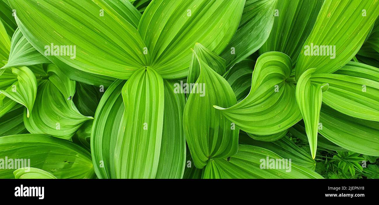Close up on the big leaves of a False Hellebore or Veratrum Viride in the carpathians Stock Photo