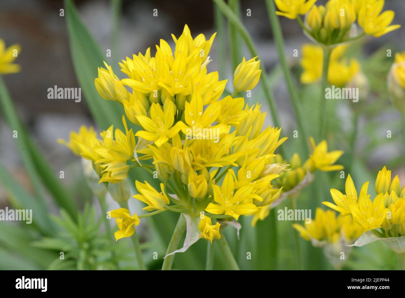 Allium Moly Golden Garlic Yellow garlic flowers Stock Photo