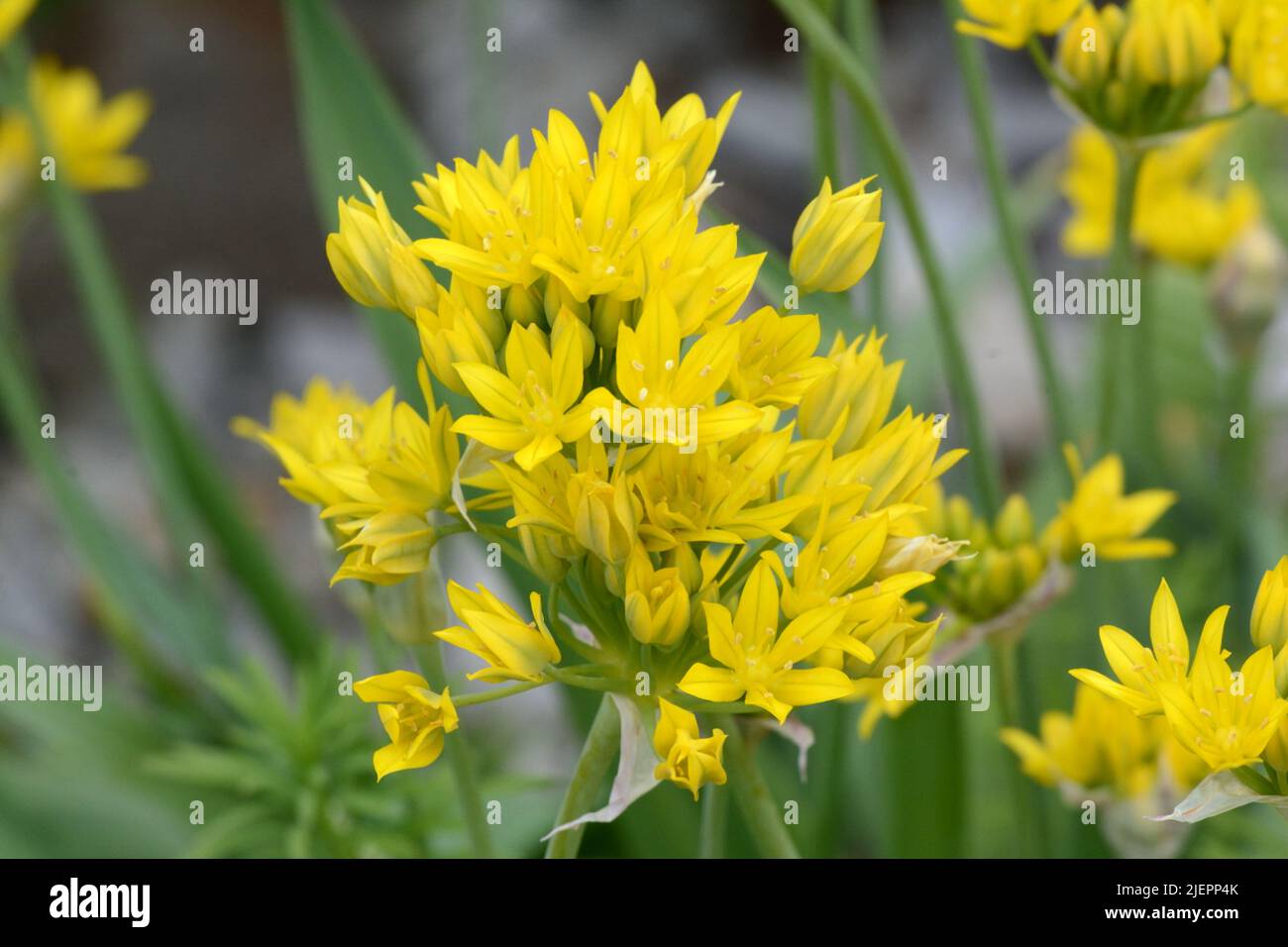 Allium Moly Golden Garlic Yellow garlic flowers Stock Photo