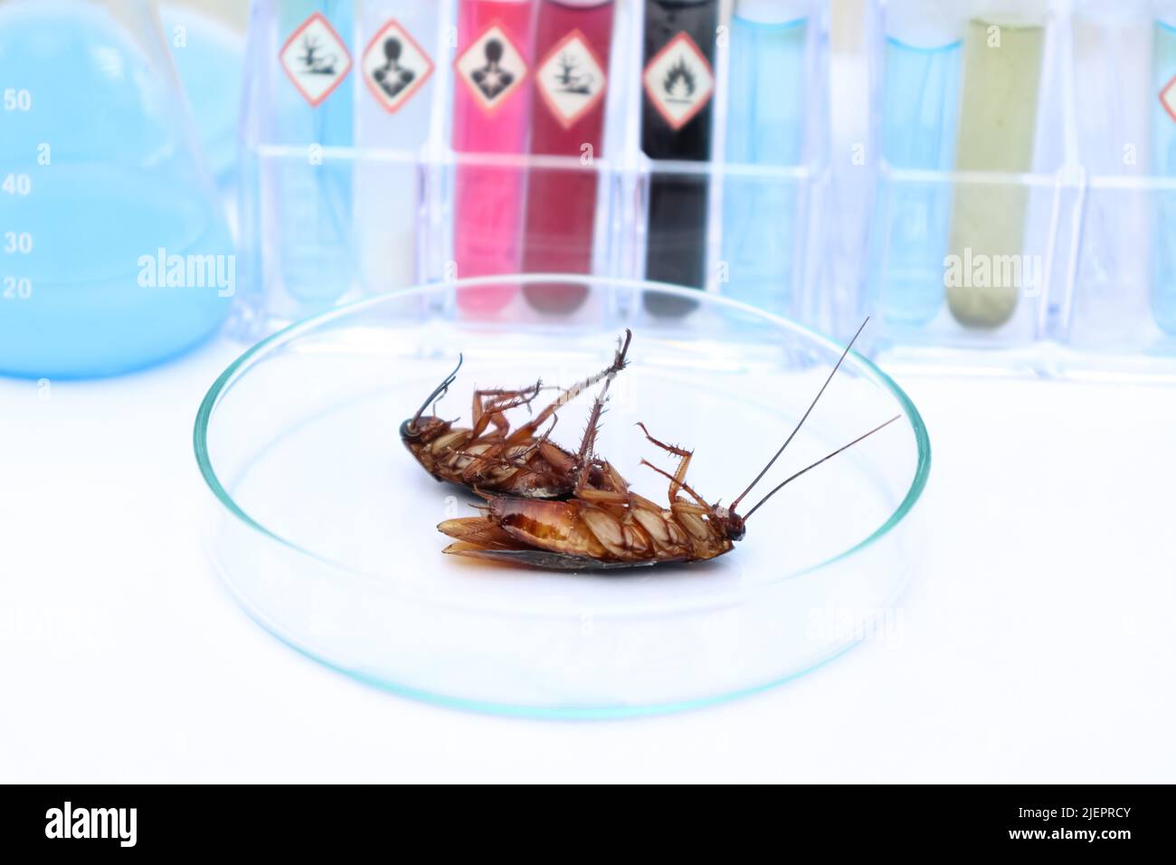 scientific experiments with  Cockroach in the laboratory and chemical Stock Photo