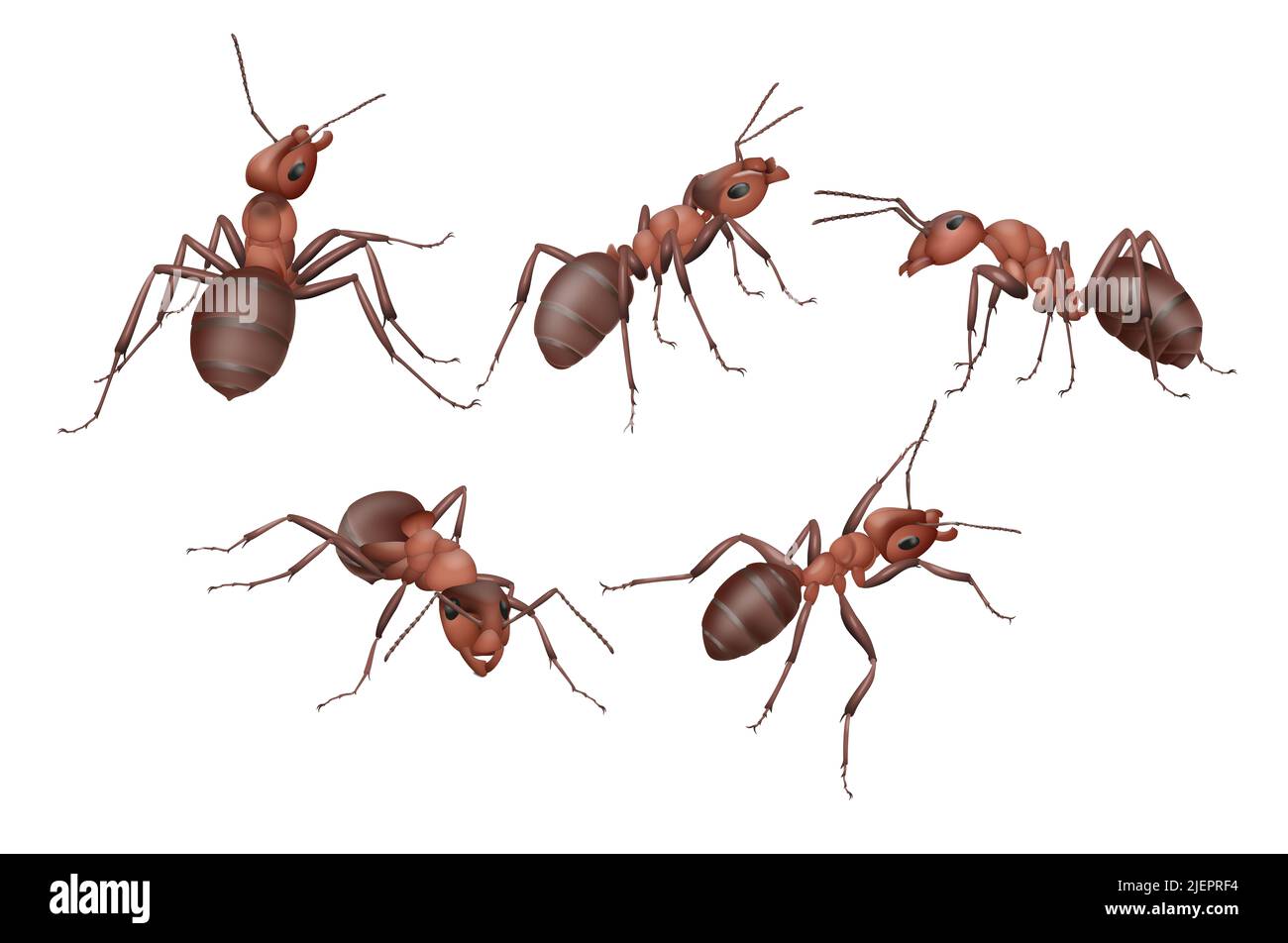 Illustration of ant workers on a white background Stock Photo