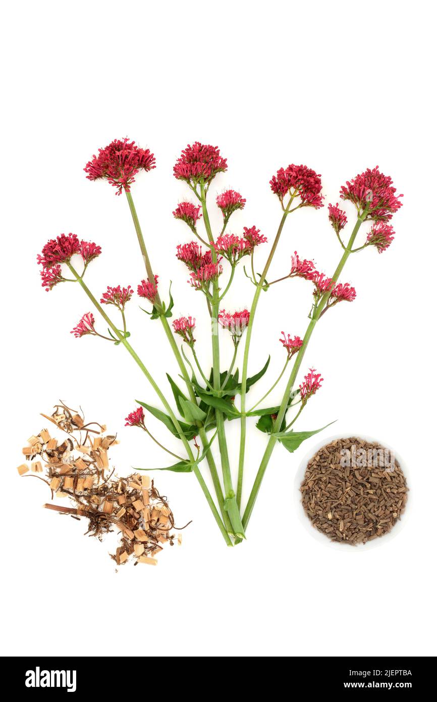 Red valerian herb with dried root samples used in herbal plant medicine to treat insomnia, anxiety, headaches, digestive and menopause problems. On wh Stock Photo