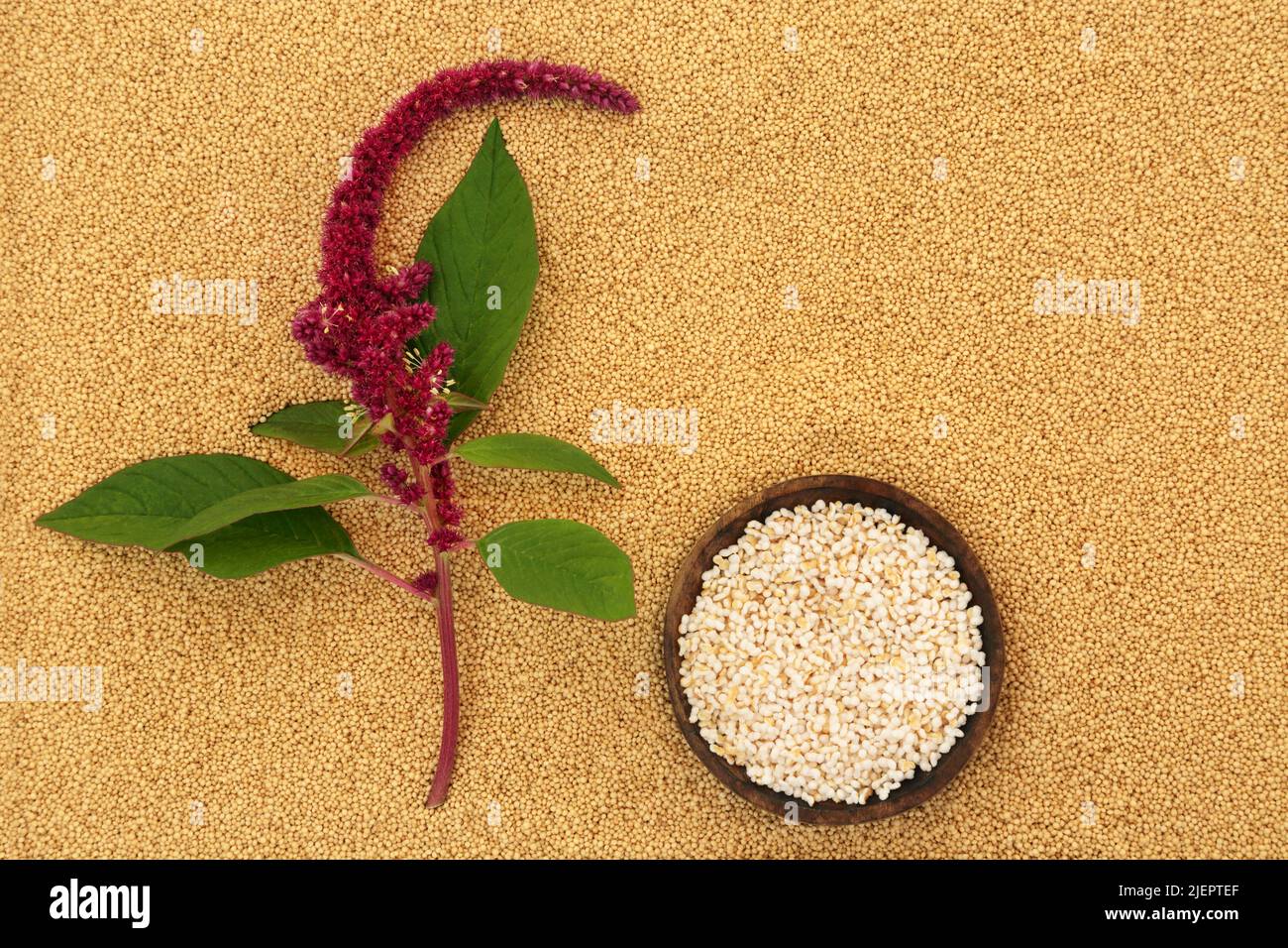 Amaranthus plant with puffed amaranth grain and dried seed background