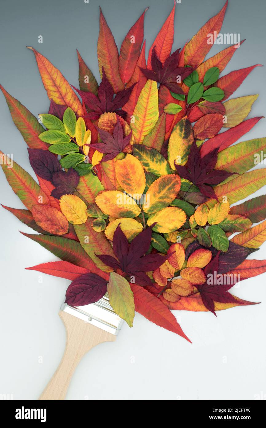 Autumn and Thanksgiving paintbrush splash composition with red, yellow, orange, purple and green leaves. Surreal nature abstract with leaf splatter. Stock Photo