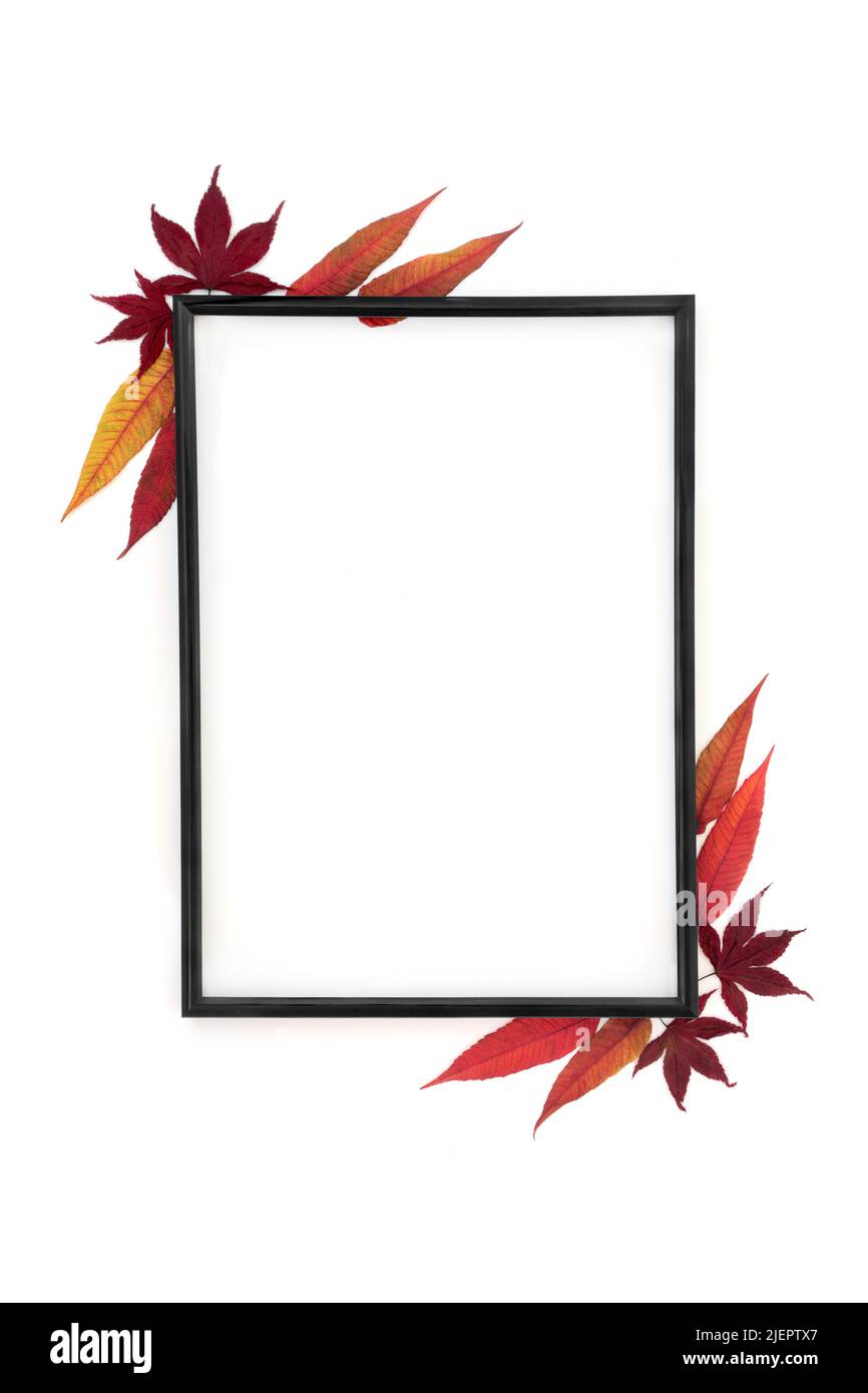 Autumn leaves nature background border. Minimal natural abstract Thanksgiving and Fall composition with black frame on white background. Flat lay. Stock Photo