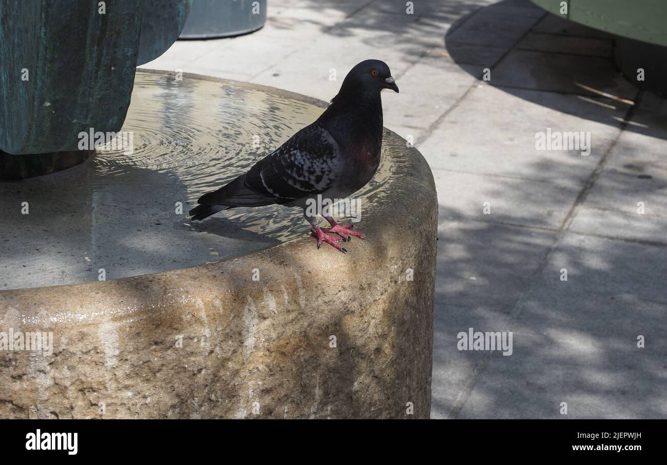 black domestic pigeon aka rock pigeon scientific name Columba livia domestica of animal class
