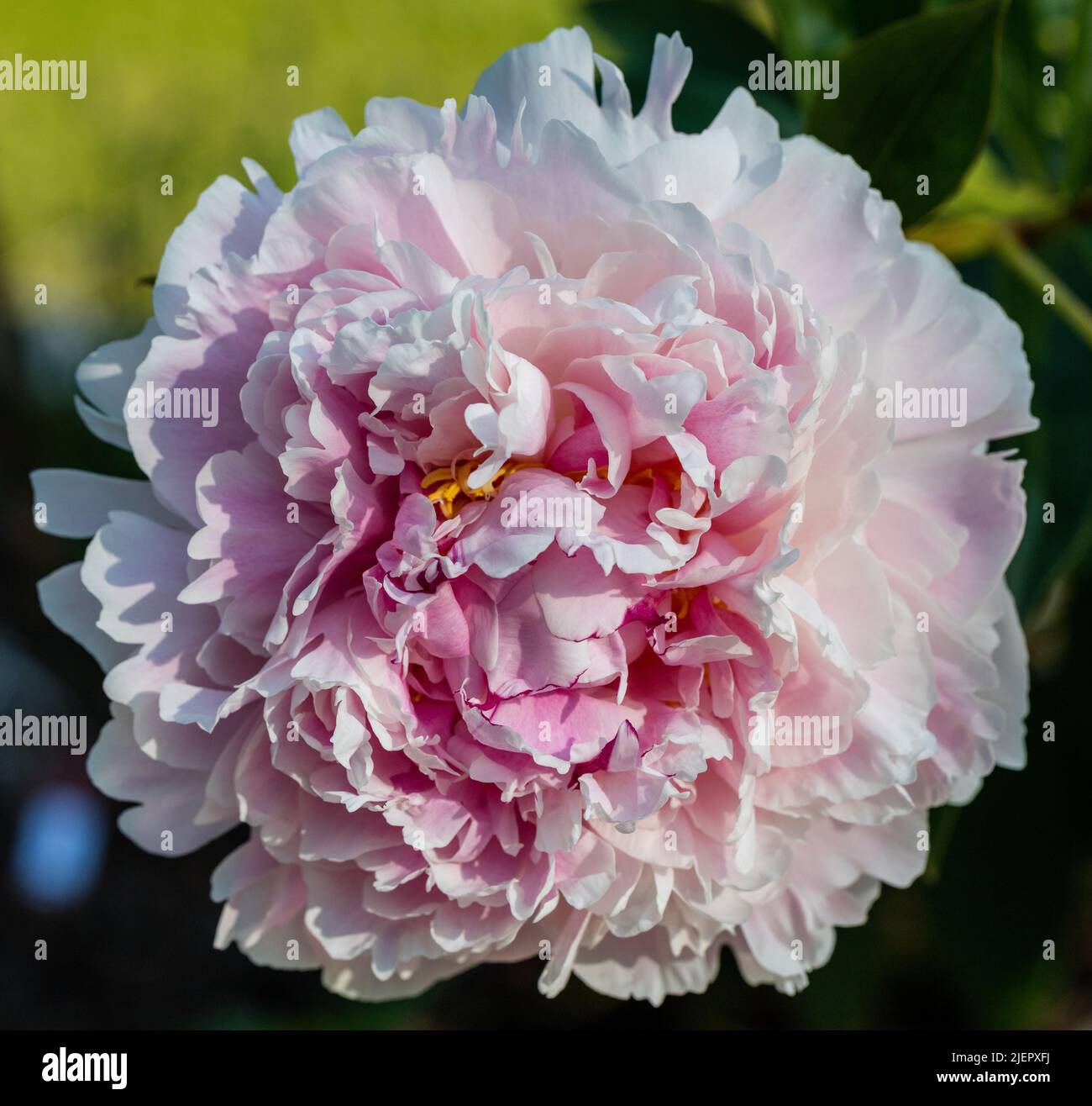 'Sarah Bernhardt' Common garden peony, Luktpion (Paeonia lactiflora) Stock Photo