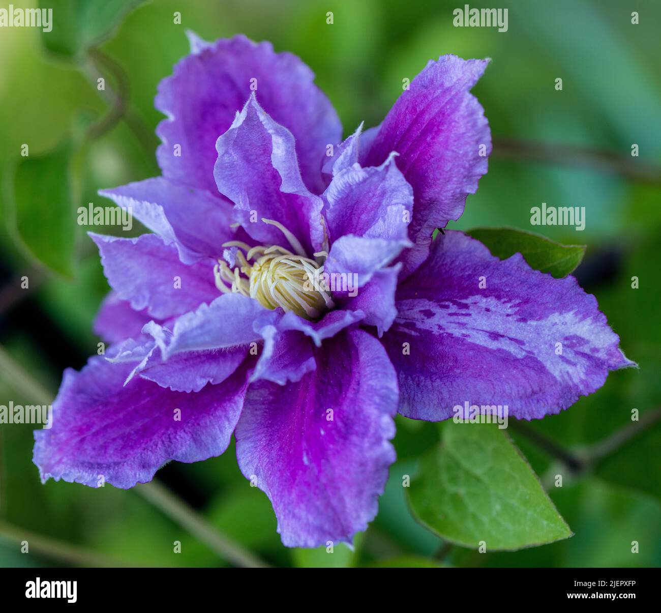'Piilu' Late large-flowered group, Sena storblommig gruppen (Clematis) Stock Photo