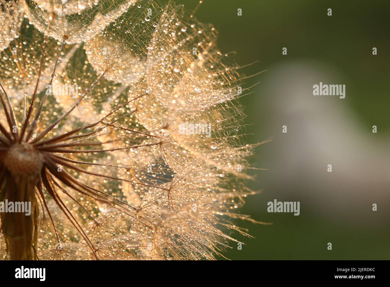 dandelion seed with golden water drops. close up Stock Photo - Alamy