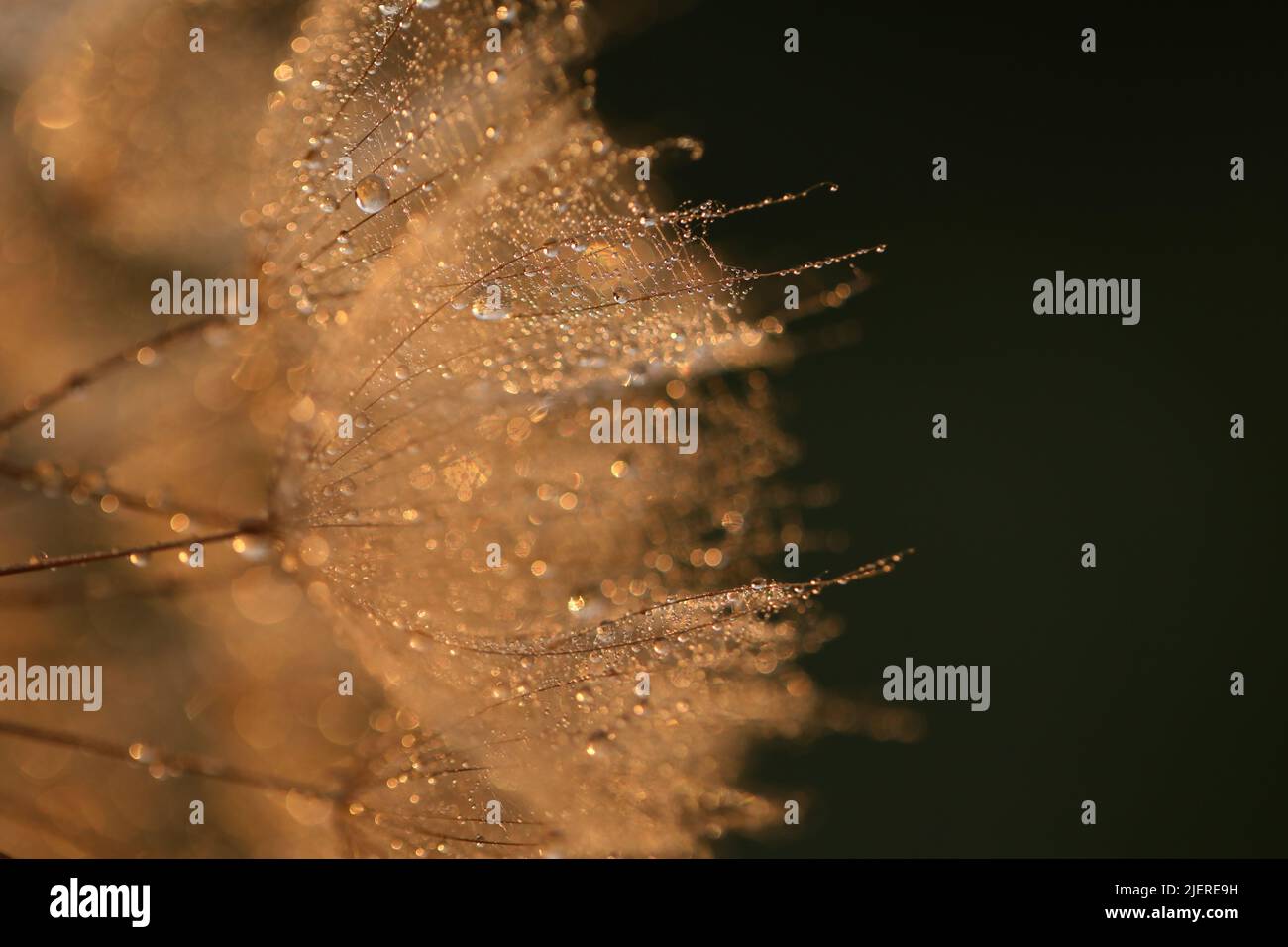 Weed drop hi-res stock photography and images - Alamy
