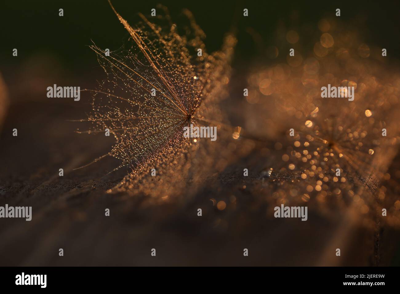 dandelion seed with golden water drops. close up Stock Photo - Alamy