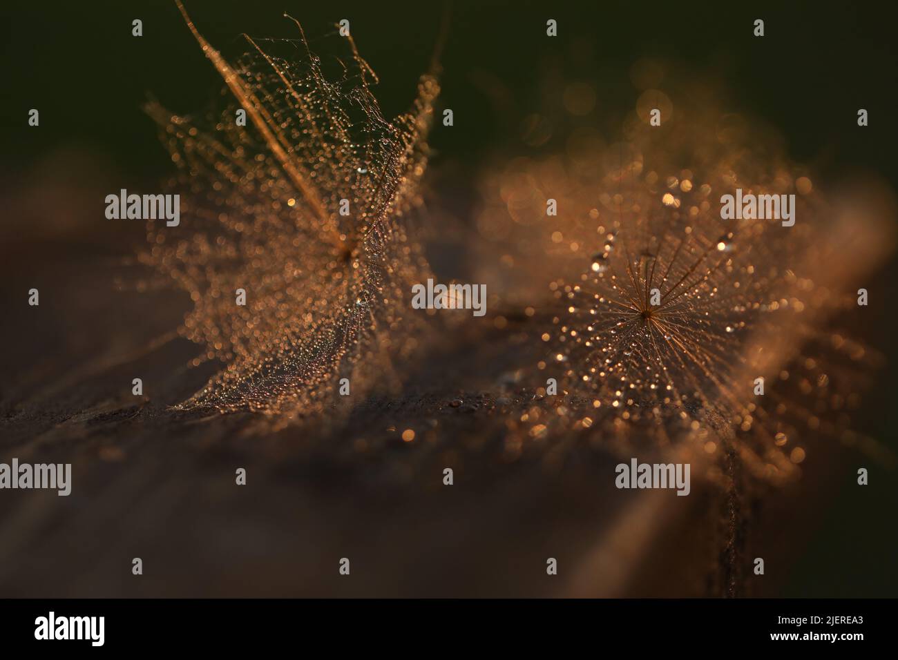 dandelion seed with golden water drops. close up Stock Photo - Alamy